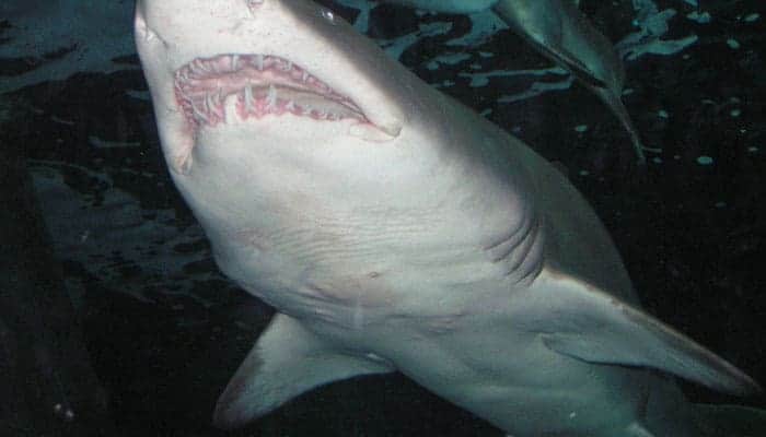 shark showing rows of teeth