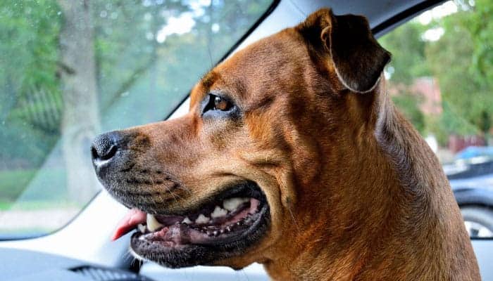 brown, short-eared dog sitting in car looking out the window