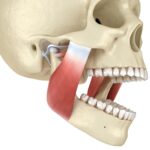 TMJ, TMD, signs of TMJ, jaw pain, teeth grinding, Cary dentist, TMJ relief, jaw discomfort