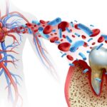 oral health and heart health connection, gum disease